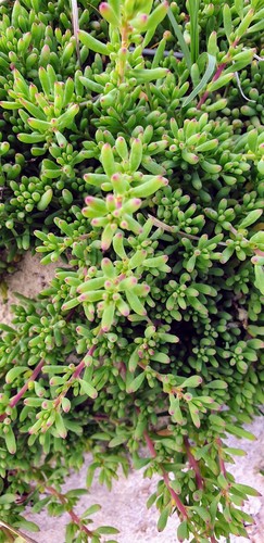 Threlkeldia diffusa (Coast Bonefruit) (alternate view 3)