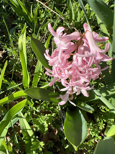 Hyacinthus orientalis (hyacinth)