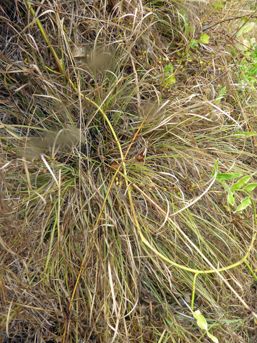 Cymbopogon refractus (barbwire grass)