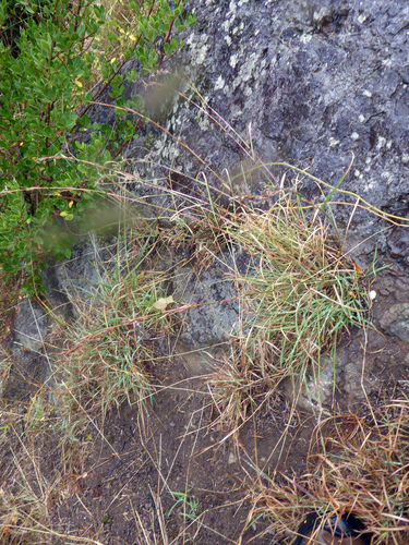 Cymbopogon refractus (barbwire grass) (alternate view 2)