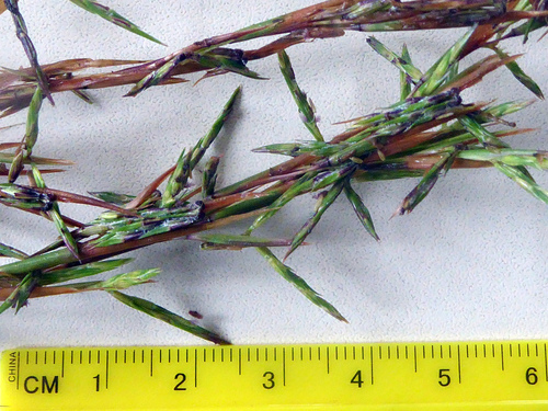 Cymbopogon refractus (barbwire grass) (alternate view 3)