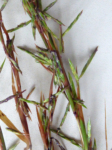 Cymbopogon refractus (barbwire grass) (alternate view 4)
