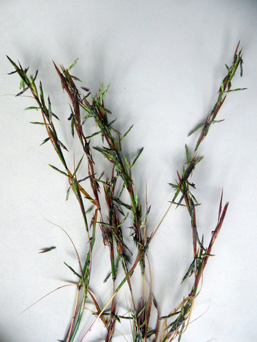 Cymbopogon refractus (barbwire grass) (alternate view 5)
