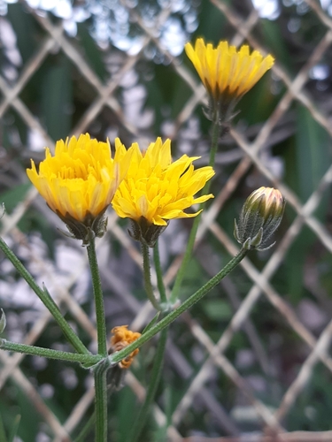 Crepis biennis (Rough Hawk's-beard)