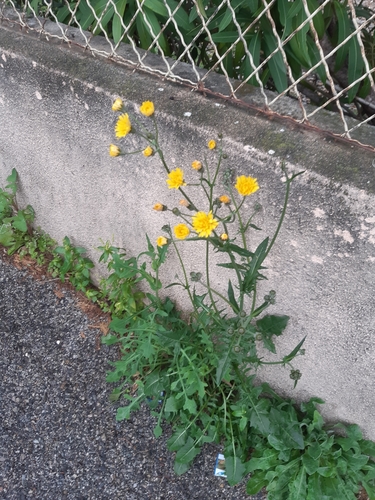 Crepis biennis (Rough Hawk's-beard)