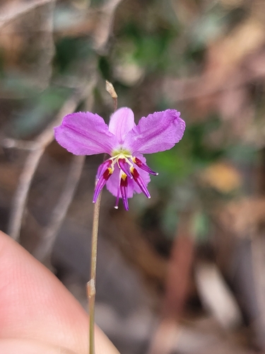 Arthropodium fimbriatum (Nodding Chocolate Lily)