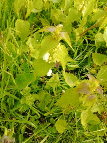 Lamium album (White deadnettle)