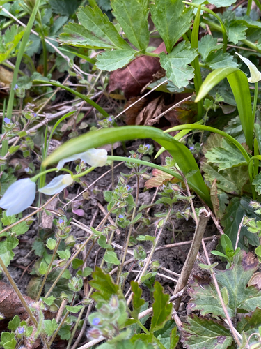 Allium paradoxum (Few-flowered Leek)