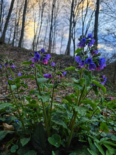 Pulmonaria officinalis (Lungwort)
