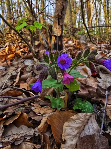 Pulmonaria officinalis (Lungwort)