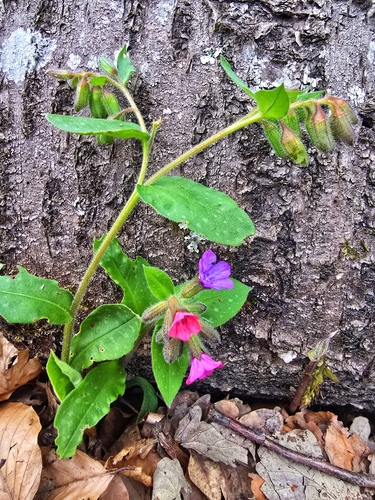 Pulmonaria officinalis (Lungwort)