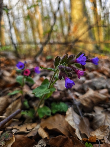 Pulmonaria officinalis (Lungwort)