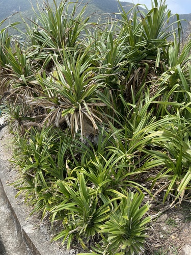 Pandanus tectorius (thatch screwpine) (alternate view 2)