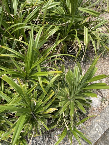 Pandanus tectorius (thatch screwpine) (alternate view 3)