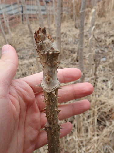 Aralia elata (Japanese angelica tree) (alternate view 3)