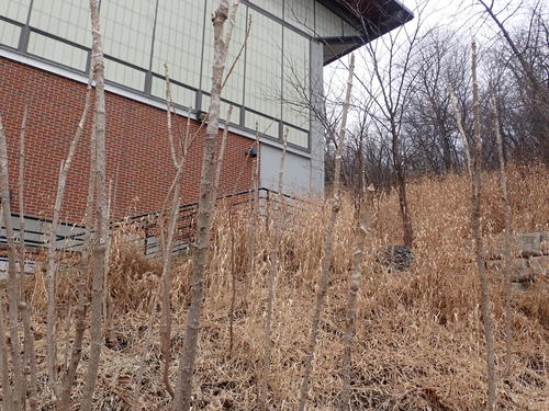 Aralia elata (Japanese angelica tree) (alternate view 4)