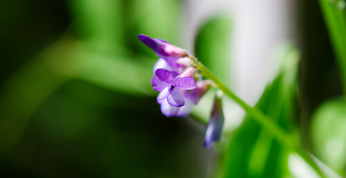 Vicia ludoviciana (slender vetch)