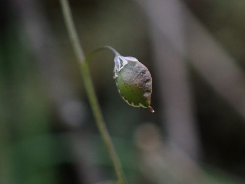 Thysanocarpus curvipes (sand fringepod) (alternate view 8)