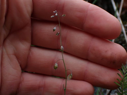 Thysanocarpus curvipes (sand fringepod) (alternate view 7)