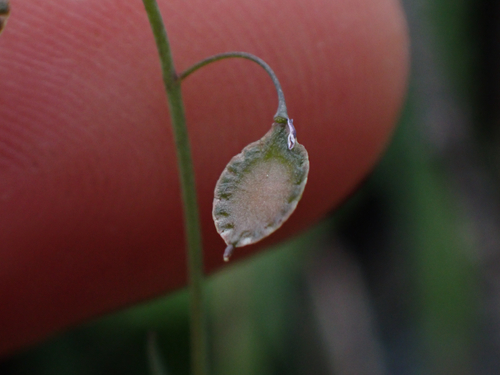 Thysanocarpus curvipes (sand fringepod) (alternate view 6)