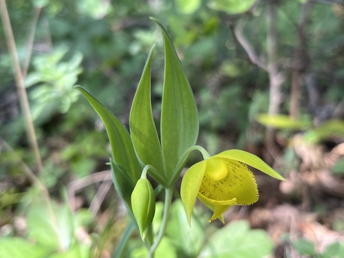 Calochortus amabilis (Diogenes' lantern) (alternate view 2)