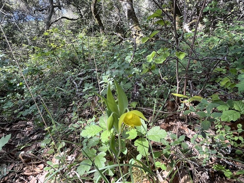 Calochortus amabilis (Diogenes' lantern) (alternate view 3)