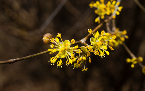 Cornus mas (Cornelian cherry) (alternate view 9)