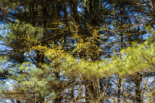 Cornus mas (Cornelian cherry) (alternate view 10)