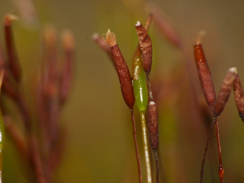 Tortula muralis (Wall Screw-moss)