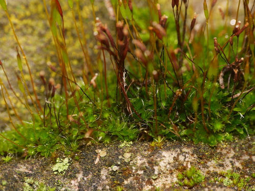 Tortula muralis (Wall Screw-moss)