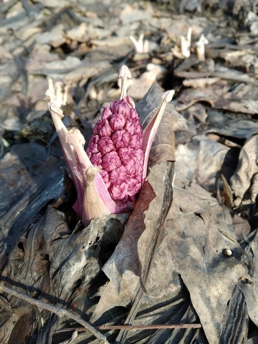Petasites hybridus (Common Butterbur)