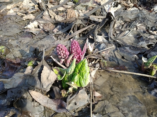 Petasites hybridus (Common Butterbur)