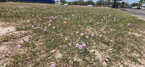 Mimosa strigillosa (sunshine mimosa)