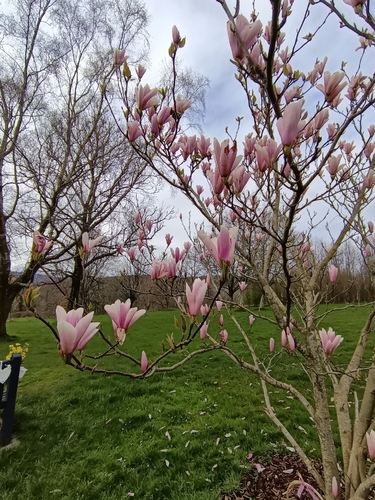 Magnolia × soulangeana (saucer magnolia) (alternate view 2)