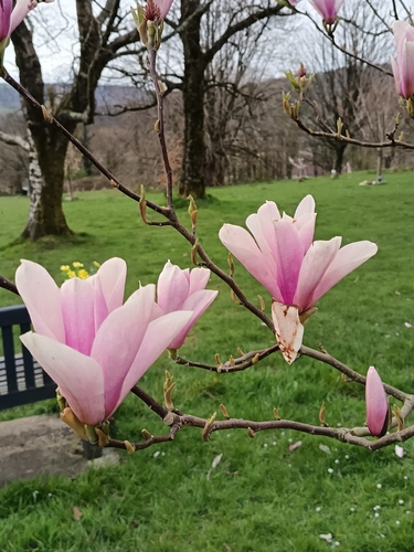 Magnolia × soulangeana (saucer magnolia) (alternate view 3)