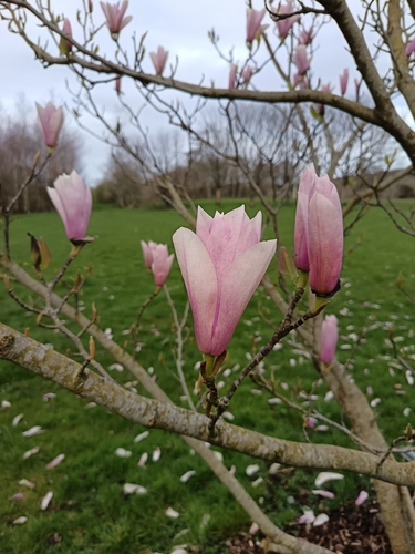 Magnolia × soulangeana (saucer magnolia) (alternate view 4)
