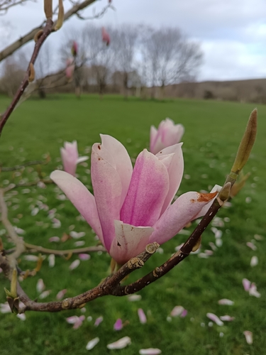 Magnolia × soulangeana (saucer magnolia) (alternate view 5)