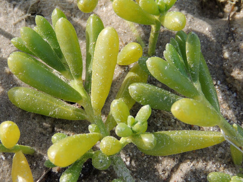 Batis maritima (Saltwort) (alternate view 6)