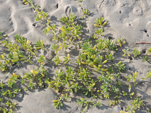 Batis maritima (Saltwort) (alternate view 7)