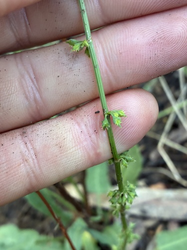Rumex brownii (Slender Dock) (alternate view 6)