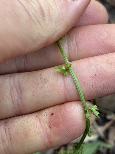 Rumex brownii (Slender Dock) (alternate view 7)