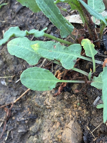 Rumex brownii (Slender Dock) (alternate view 8)