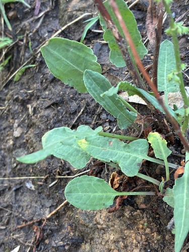 Rumex brownii (Slender Dock) (alternate view 9)