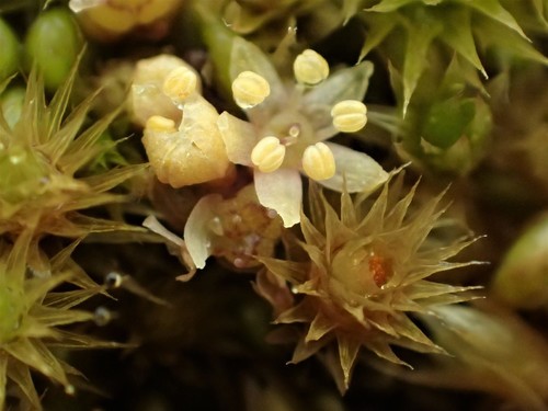 Hydrocotyle novae-zeelandiae