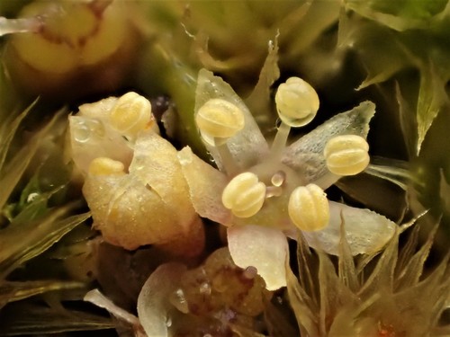 Hydrocotyle novae-zeelandiae (alternate view 2)