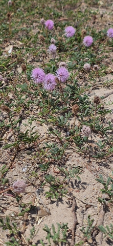 Mimosa strigillosa (sunshine mimosa) (alternate view 2)