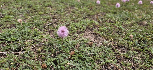 Mimosa strigillosa (sunshine mimosa) (alternate view 3)
