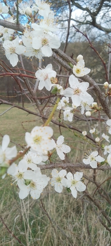 Prunus spinosa (Blackthorn)