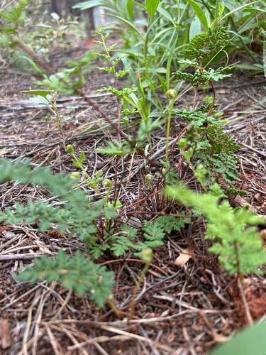 Cheilanthes sieberi (cloak fern) (alternate view 2)
