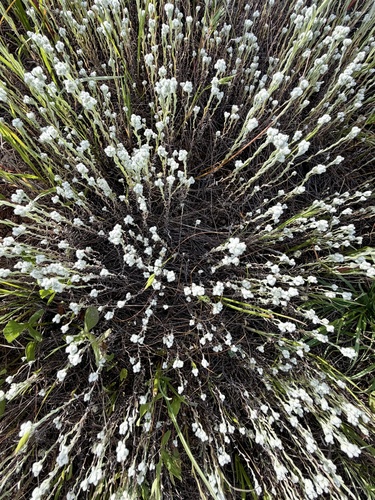 Micropus californicus (Q-tips) (alternate view 4)